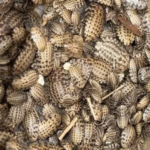group of small discoid roaches