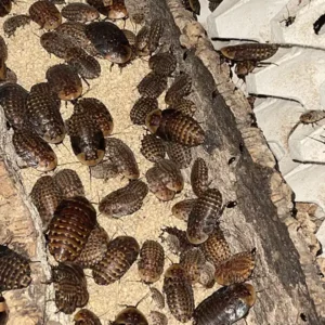 Large discoid roaches chow