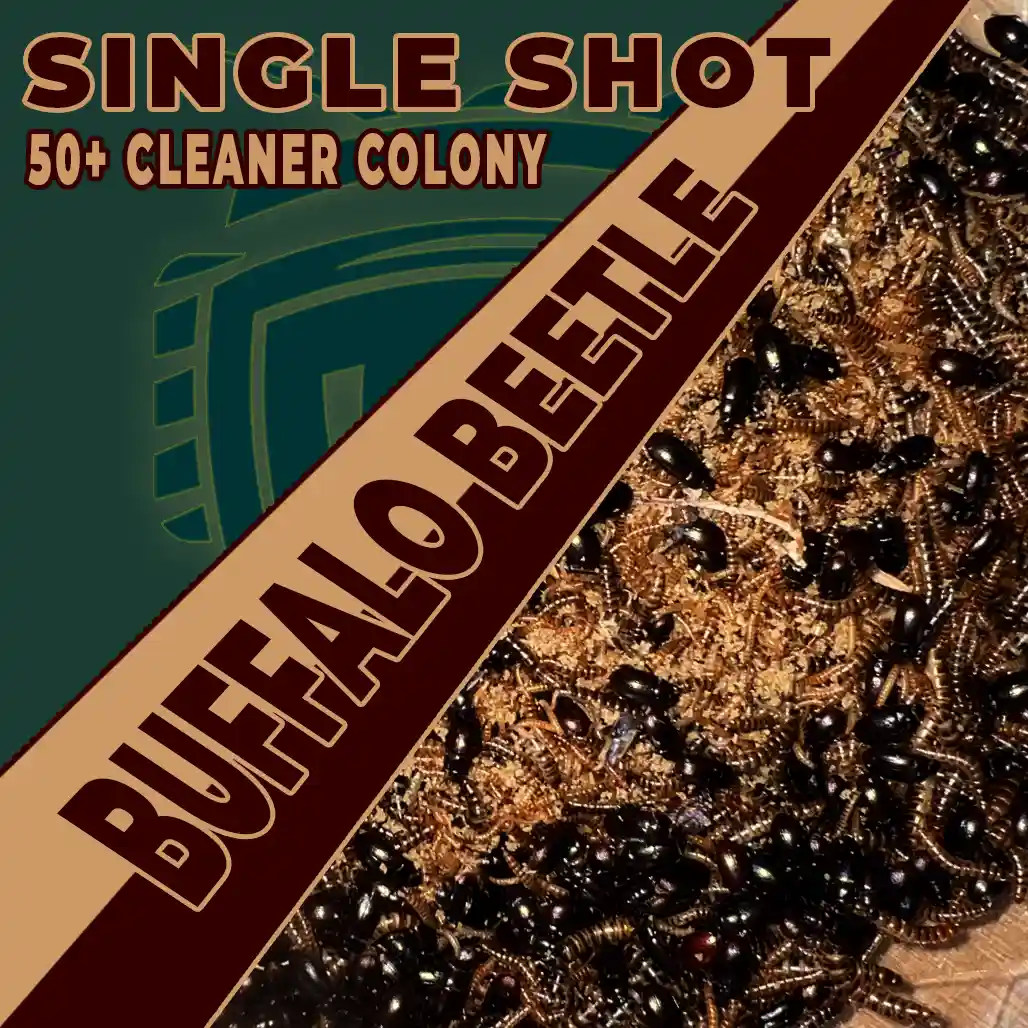 Product image for Single Shot Buffalo Beetle Cleaner Colony 50+