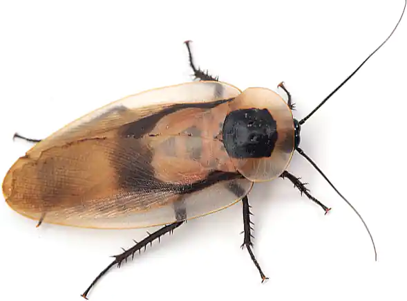 Adult Discoid Roach Nutrition Information