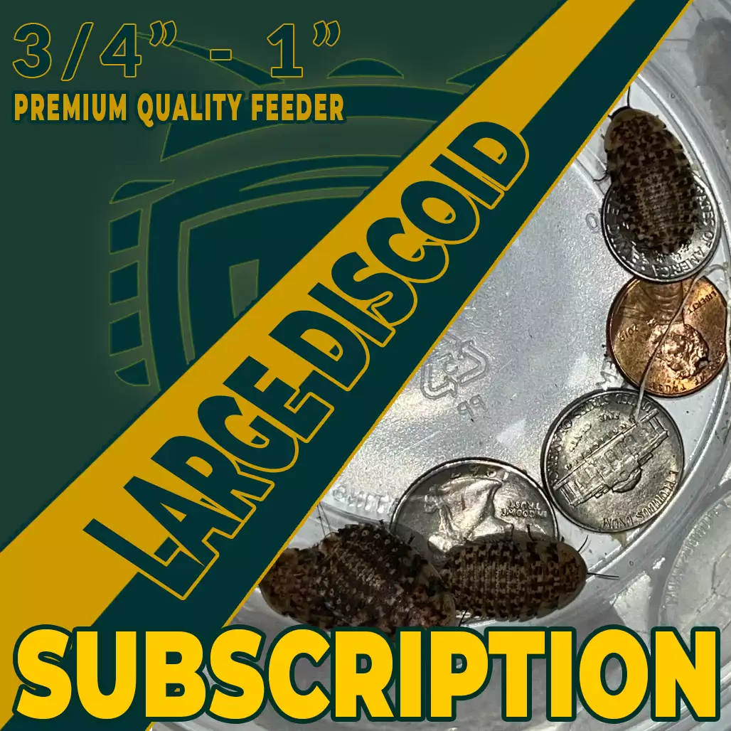 Large Discoid Wholesale Roaches Subscription Only