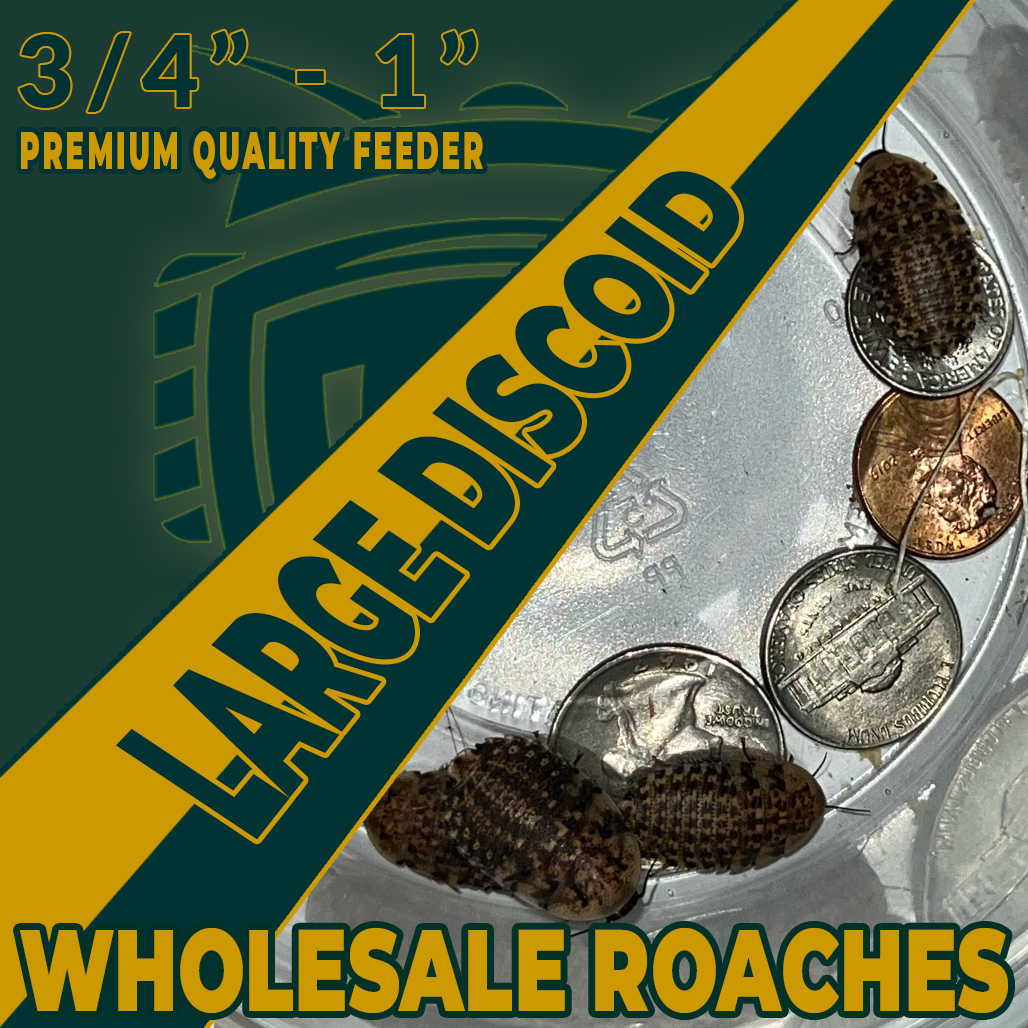 Large Discoid Wholesale Roaches
