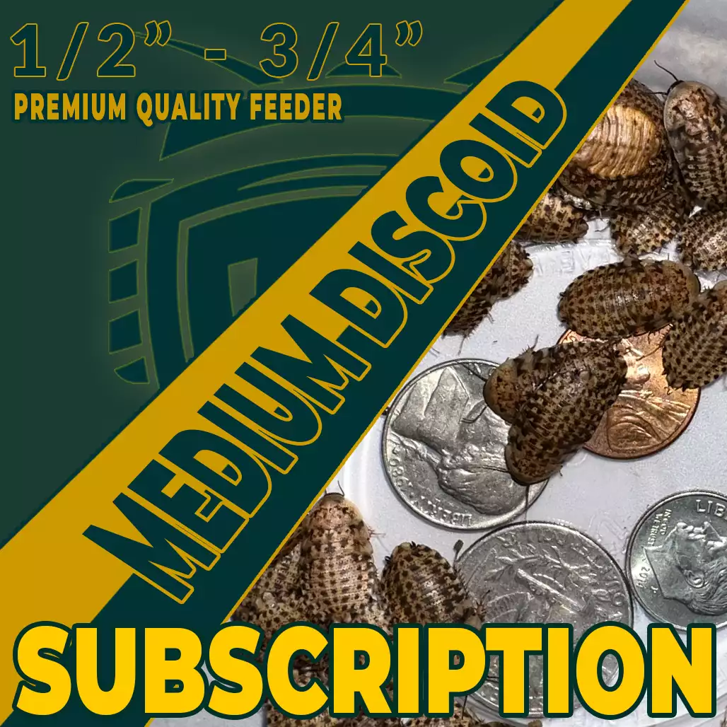 Medium Discoid Wholesale Roaches Subscription Only