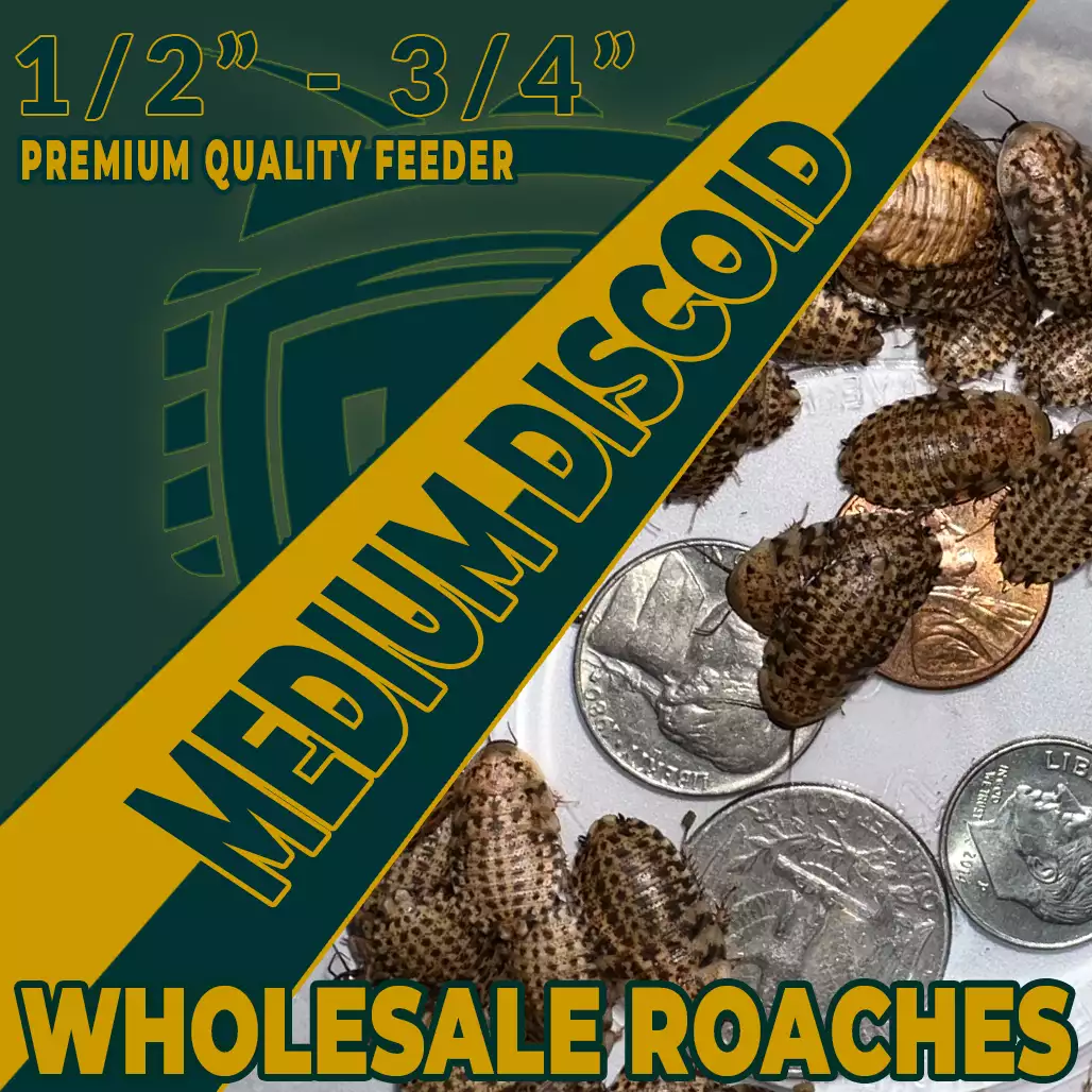 Medium Discoid Wholesale Roaches