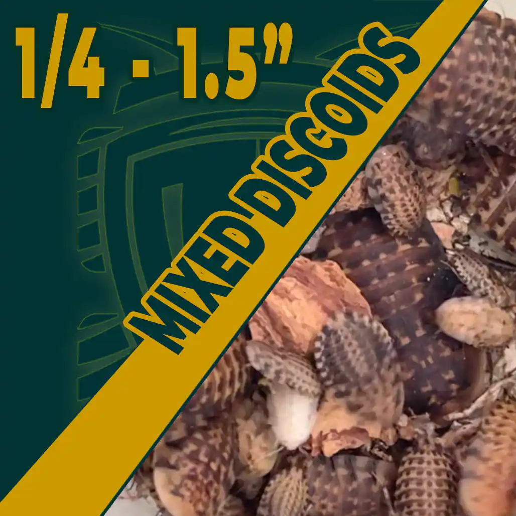 Mixed Discoid Roaches For Sale