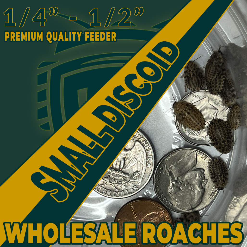 Small Discoid Wholesale Roaches