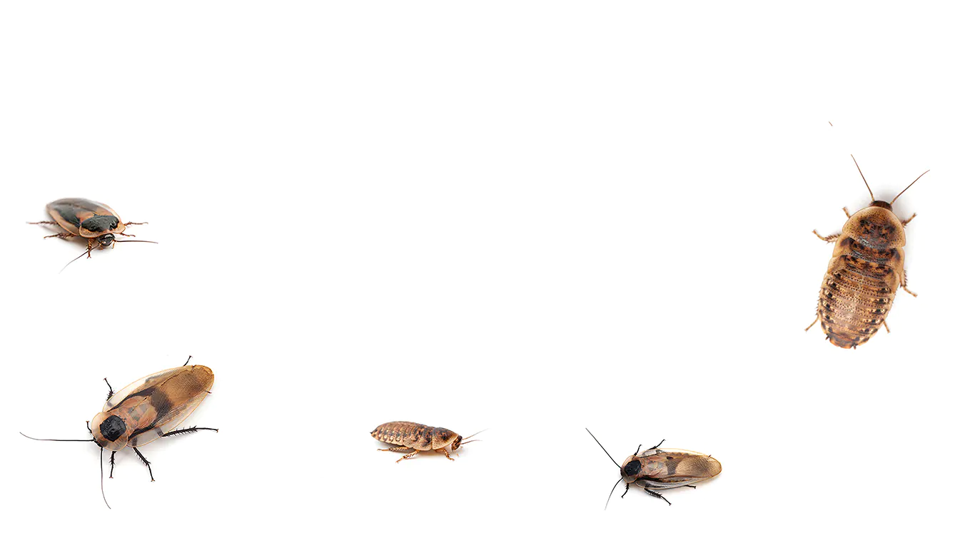 Wholesale Roaches Main Hero Image