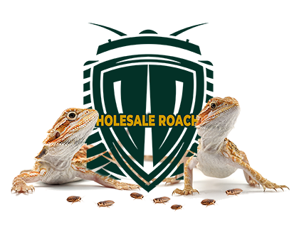 baby bearded dragon discoid roaches wholesaleroaches logo on white background 420 x 320